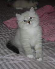 siberian kittens avialable as from 3 july